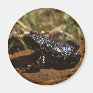 Black Toad Magneet