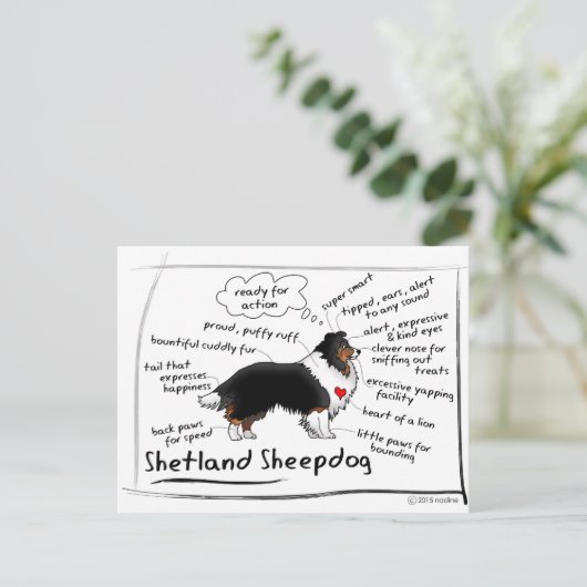 Black tri Sheltie Briefkaart (Staand voorkant)