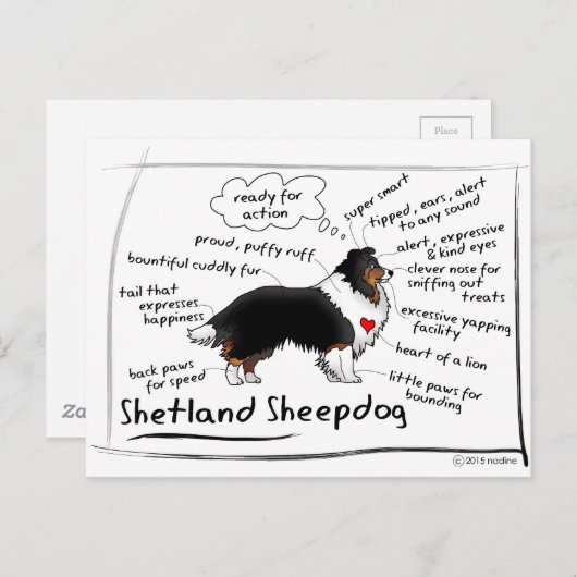 Black tri Sheltie Briefkaart (Voorkant / Achterkant)