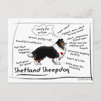Black tri Sheltie Briefkaart
