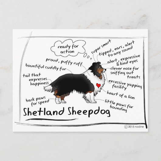 Black tri Sheltie Briefkaart (Voorkant)