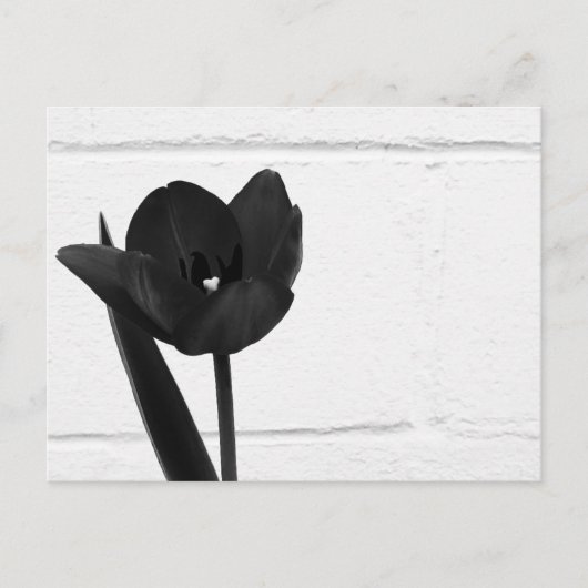 Black Tulip | Briefkaart (Voorkant)
