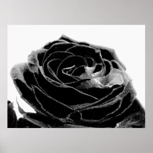 Black Velvet Poster