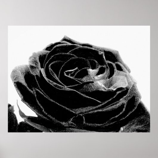 Black Velvet Poster (Voorkant)