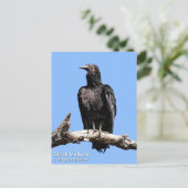 Black Vulture Briefkaart (Staand voorkant)