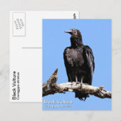 Black Vulture Briefkaart (Voorkant / Achterkant)