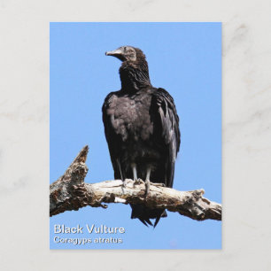 Black Vulture Briefkaart