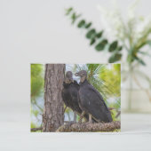 Black Vulture Briefkaart (Staand voorkant)