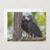 Black Vulture Briefkaart (Voorkant / Achterkant)
