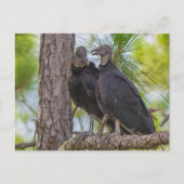Black Vulture Briefkaart (Voorkant)