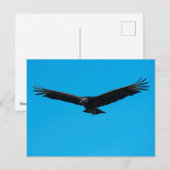 Black Vulture Briefkaart (Voorkant / Achterkant)