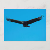 Black Vulture Briefkaart (Voorkant)