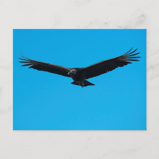 Black Vulture Briefkaart (Voorkant)