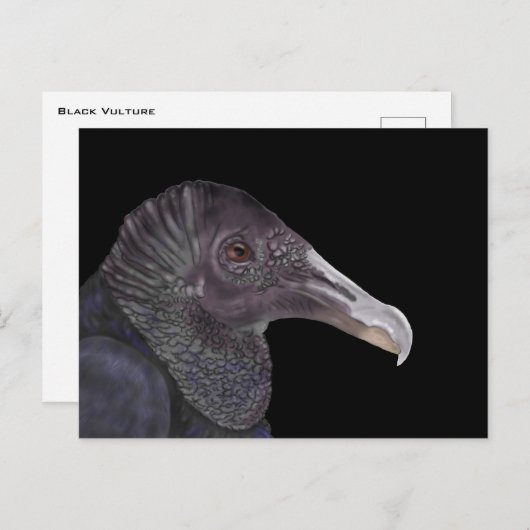 Black Vulture Illustration Briefkaart (Voorkant / Achterkant)