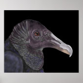 Black Vulture Illustration Poster (Voorkant)