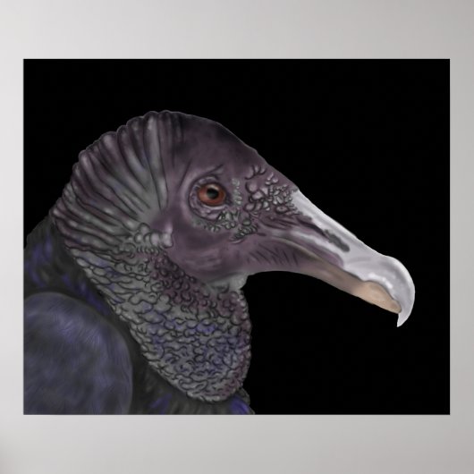 Black Vulture Illustration Poster (Voorkant)
