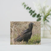 Black Vulture Photo Briefkaart (Staand voorkant)