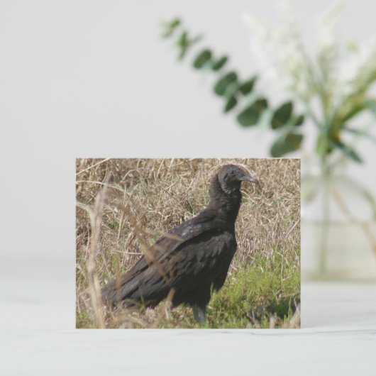 Black Vulture Photo Briefkaart (Staand voorkant)