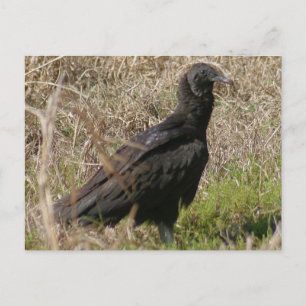 Black Vulture Photo Briefkaart