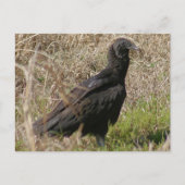 Black Vulture Photo Briefkaart (Voorkant)
