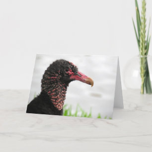 Black Vulture Wenskaart Kaart