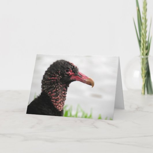 Black Vulture Wenskaart Kaart (Voorkant)