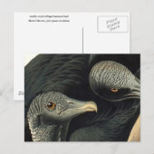 Black Vultures, John James Audubon Briefkaart (Voorkant / Achterkant)