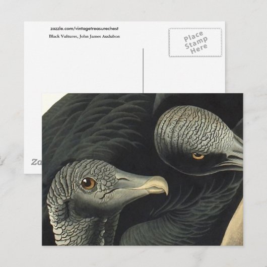 Black Vultures, John James Audubon Briefkaart (Voorkant / Achterkant)