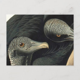 Black Vultures, John James Audubon Briefkaart