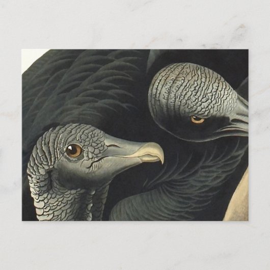 Black Vultures, John James Audubon Briefkaart (Voorkant)