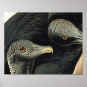 Black Vultures, John James Audubon Poster (Voorkant)