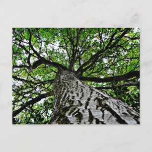 Black Walnut Trunk and Branches Briefkaart
