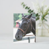 Black Warmblood Briefkaart (Staand voorkant)
