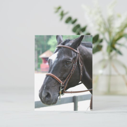 Black Warmblood Briefkaart (Staand voorkant)