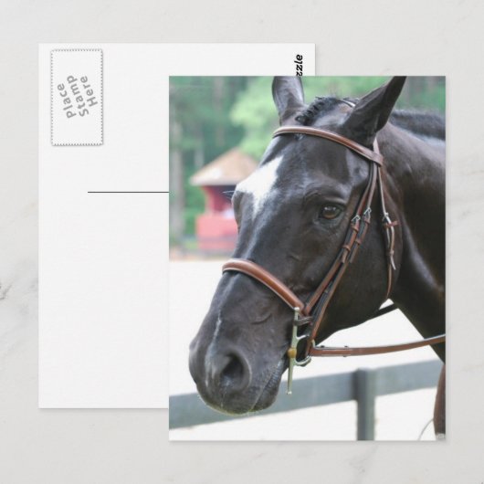 Black Warmblood Briefkaart (Voorkant / Achterkant)