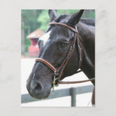 Black Warmblood Briefkaart (Voorkant)