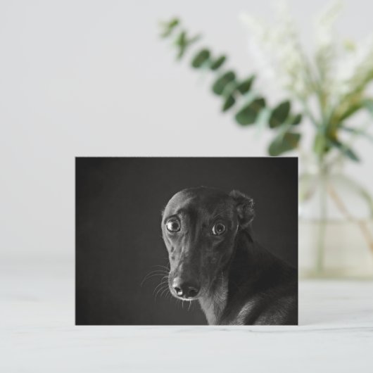 Black whippet briefkaart (Staand voorkant)