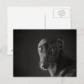 Black whippet briefkaart (Voorkant / Achterkant)
