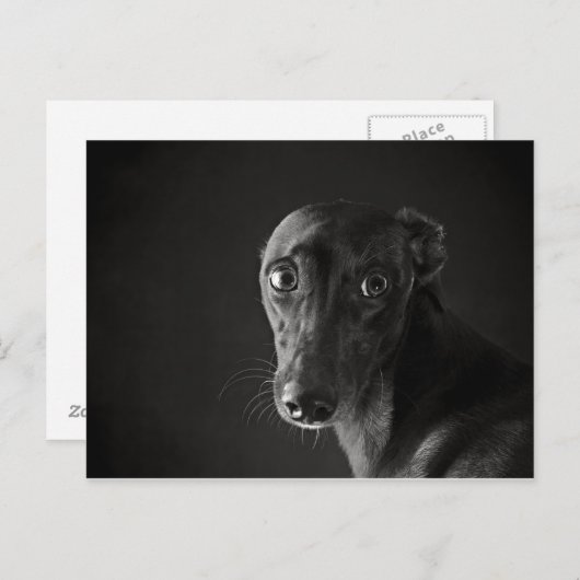 Black whippet briefkaart (Voorkant / Achterkant)