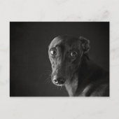 Black whippet briefkaart (Voorkant)