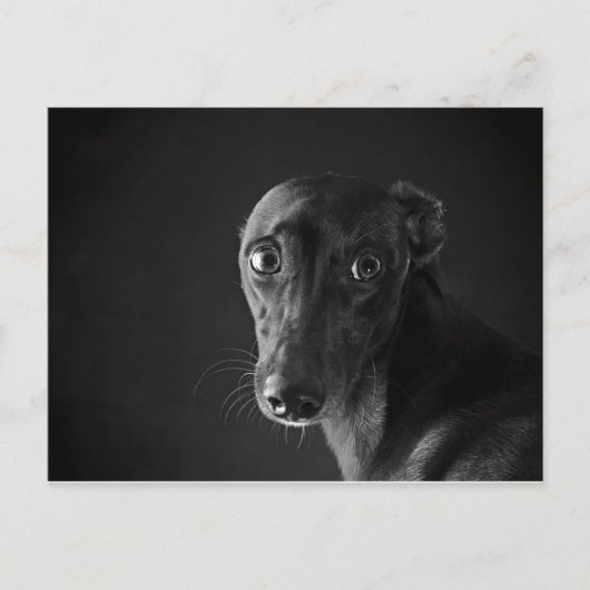 Black whippet briefkaart (Voorkant)