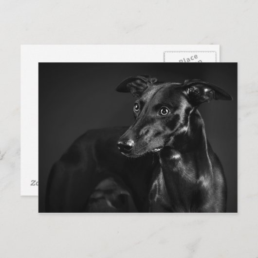 Black whippet briefkaart (Voorkant / Achterkant)