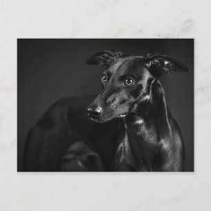 Black whippet briefkaart