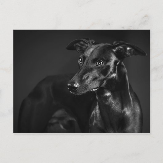 Black whippet briefkaart (Voorkant)