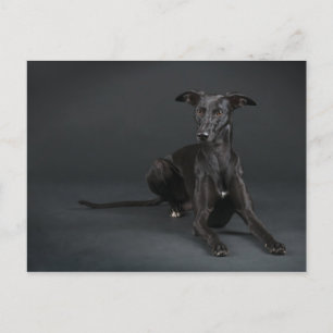 Black whippet briefkaart