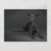 Black whippet briefkaart (Voorkant)