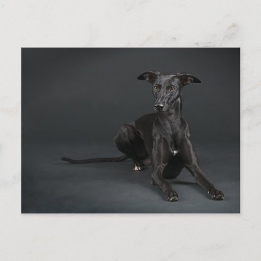Black whippet briefkaart (Voorkant)