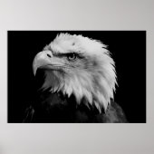 Black & White American Bald Eagl Poster (Voorkant)
