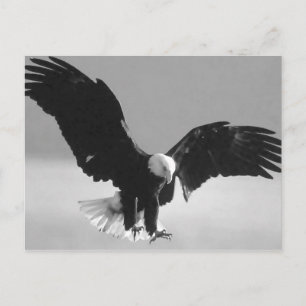 Black & White Bald American Eagle Briefkaart