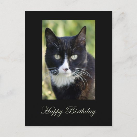 Black & White cat, Happy Birthday postcard. Briefkaart (Voorkant)